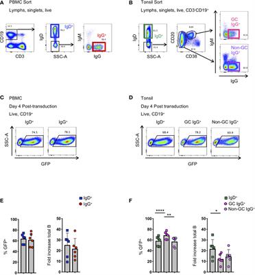 Application of B cell immortalization for the isolation of antibodies and B cell clones from vaccine and infection settings